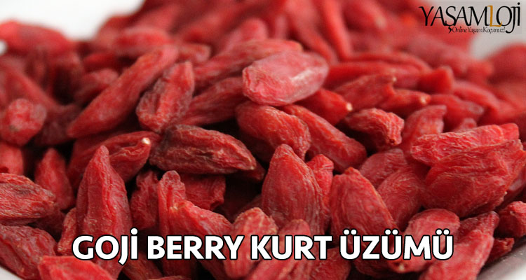 goji berry kurt üzümü nedir  Goji Berry Kurt Üzümü Nedir Ne İşe Yarar goji berry kurt uzumu nedir