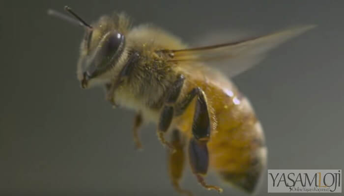 arı sokmaları şişkinlik, kızarıklık, acı arı sokması Arı Sokmasına İyi Gelen Doğal Tedavi Yöntemleri ar   sokmas