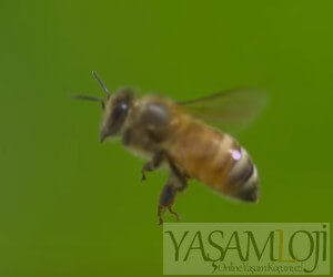 arı sokmasına ne yapılır tedavi arı sokması Arı Sokmasına İyi Gelen Doğal Tedavi Yöntemleri ar   sokmas  na ne iyi gelir